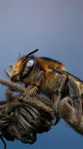 Macro Photography: Creepy or Cute? #wildlife #macrophotography #macrowildlife