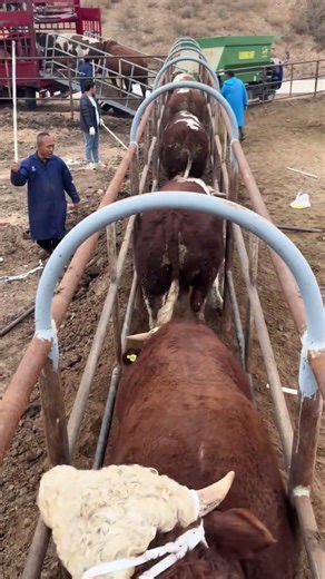 How to Load Cattle into a Truck | Farm Skills
