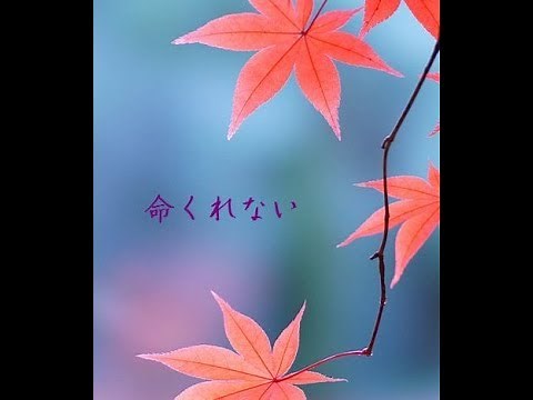 命くれない / 瀬川 瑛子