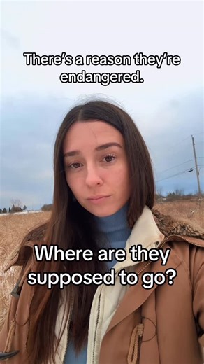 Alex Fasulo: Ecopreneur | If a grassland is DEC-designated, an Aububon Important Bird Area, and a Washington County Winter Raptor habitat… where are the threatened... | Instagram