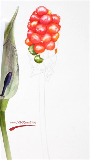 The bright red berries of this Lords-and-Ladies plant are such a joy to paint! ❤️ I love how their vibrant tones stand out against the soft greens, a perfect little study in colour and contrast. 🎨 🔗 Become a member of my online art school and join in with this tutorial here https://f.mtr.cool/sudairftwq | Billy Showell's School of Botanical Art