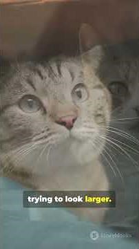 Cat Body Language Explained What Your Cat Really Wants From You