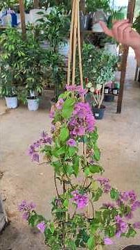 The Cold-Resistant Bougainvillea #plants #flowers #bougainvillea #plants #flowers #climbingplant