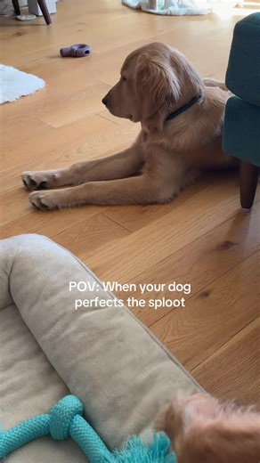 Classical Music's Impact on Dogs' Relaxation