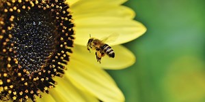 Imagine a World Without Insects... | Plants And Animals