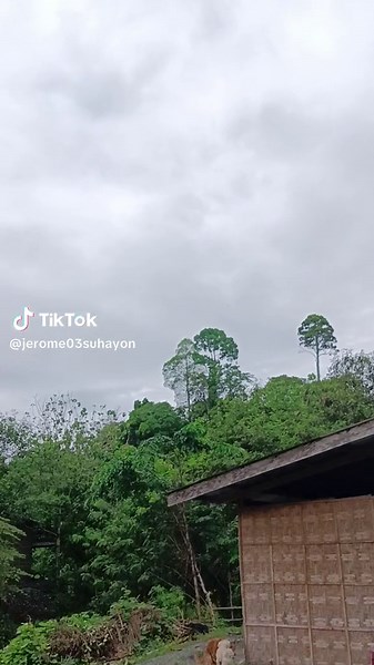 Exploring a Rustic Shed in a Lush Outdoor Setting