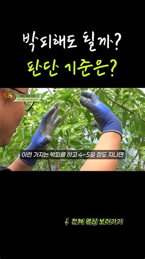 Before Girdling Your Apple Jujube Trees, Check Their Condition First