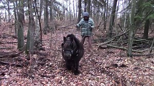 143K views · 1K reactions | My Tonka doing a bit of log skidding. Though he does his job...he does communicate a bit of "hurry up already" too!! | Patty's Pony Place | Facebook