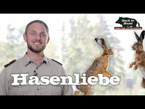 Die Wahrheit über Häsin und Rammler | Back to Hunt