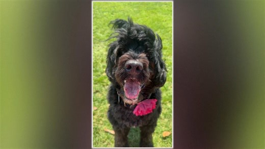 This dog sniffs out gluten to keep owner safe