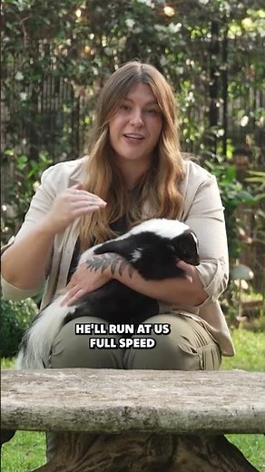 Skunk Defense Mechanisms 101 🦨