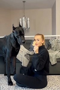 Life with two huge Great Danes 😲🐶 | MetDaan Animals