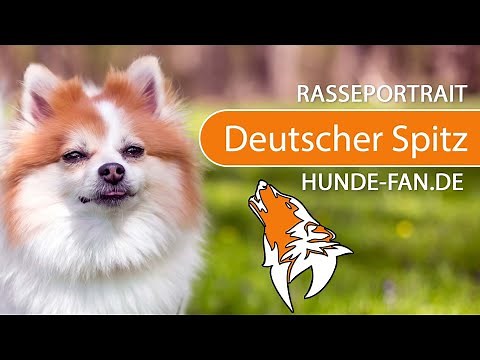 ► German Spitz [2021] History, Appearance, Temperament, Training, Exercise, Care & Health