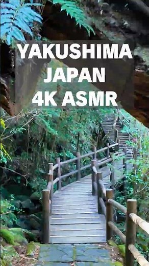 The Best of Yakushima! 🇯🇵 Ancient Forest & Powerful Waterfall 4K ASMR. #Shorts #Japan #Yakushima