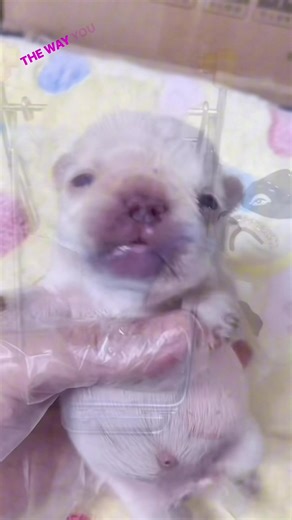 Adorable Pibble Moves That Melt Hearts