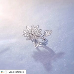 11 reactions | The lotus flower highlights a corolla of light, symbol...