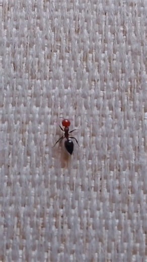 This ant Crematogaster She cleaned the antennas and then she left.#insects #ants #shorts #beast.
