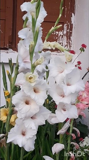 #Gladiolus flower #Gladiolus flower care tips #how to grow and care Gladiolus flower #Gladiolus bulb