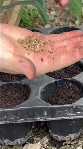 Beetroot in the vegetable garden: how to sow it properly