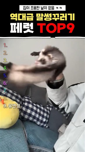 역대급 말썽꾸러기 페럿 TOP9