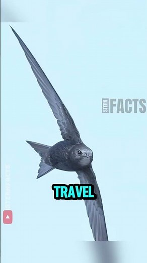 How Far Can a Swallow Fly?