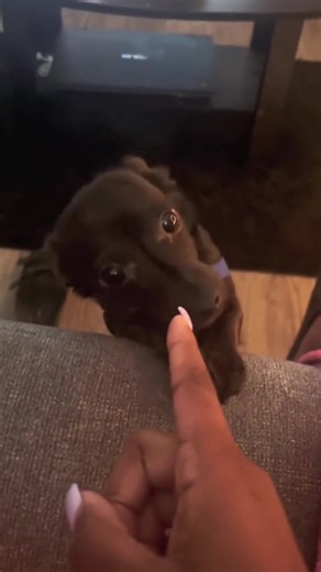 Pet.babylover77 (@pet_babylover77)’s videos with original sound - Pet.babylover77