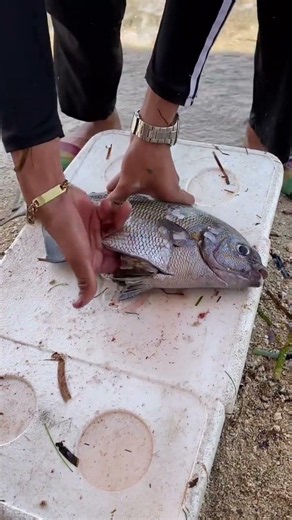 Incredible Fish Catching Moment 😱🐠 | Biggest Danov Fish