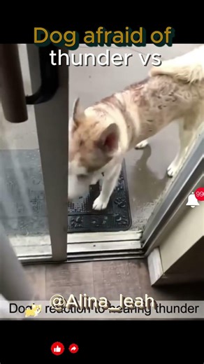 Dogs afraid of thunder vs this one #shorts