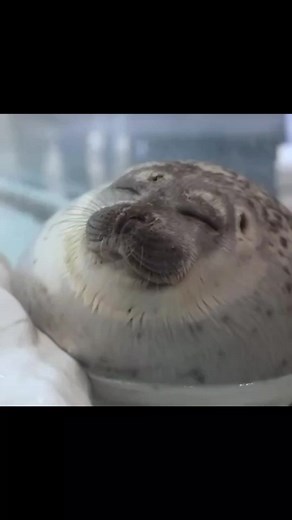 Adorable Seal Video - Funny and Silly Moments