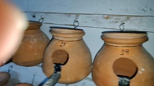 64K views · 1.3K reactions | Australian Parrots Colony Breeding Progress 拾 Part 13 | Kashif Khan Aseel | Facebook