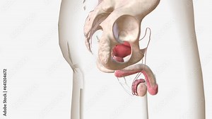 The testes are the primary male reproductive organ and are responsible for testosterone and sperm production Stock Video