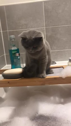 Meet Bella: The Adorable British Blue Cat