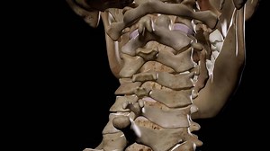 Detailed human Skeleton. 3d animation. 7