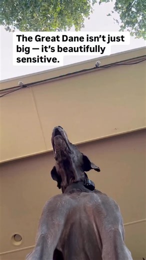 Magnus Calderon on Instagram: "The Great Dane — gentle giant, loyal protector, and one of the most misunderstood breeds. 🐾 Known for their towering size and graceful strength, these dogs may look intimidating, but their hearts are pure gold. Beneath that massive frame lies a sensitive soul that thrives on calm leadership and emotional balance. Great Danes mirror the energy around them. When the home is peaceful, they’re gentle giants. When it’s chaotic, they become anxious or reactive. That’s w