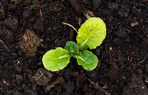 Learn more: https://bit.ly/3s6JAHk So now that you grew seedlings (or bought some) how do you plant them?! Don’t worry I got you. I laid out everything I did and have a post on my website to lead you through all the questions you may have! | Wyse Guide