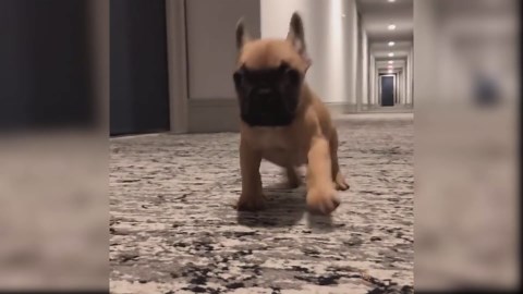 Puppy in Cup and Tiny Pup Being Tickled