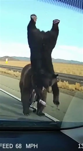 OMG! Bears Riding Unicycle on Highway 😱🐻