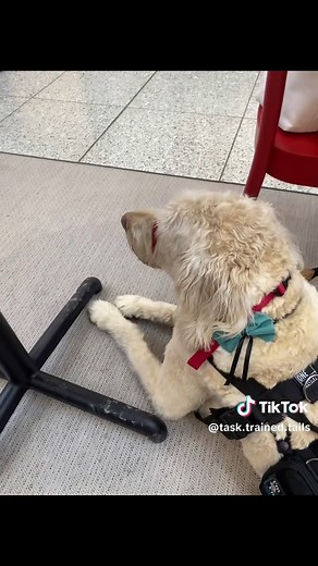 Understanding Assistance Dogs: Types and Roles