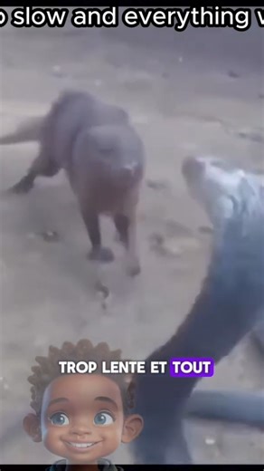 Brutalité et audace de la #mangouste #prédateur #naturefascinante #tasurprise #animaux