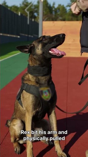 This Dog Bit His Own Handler It Saved His Life