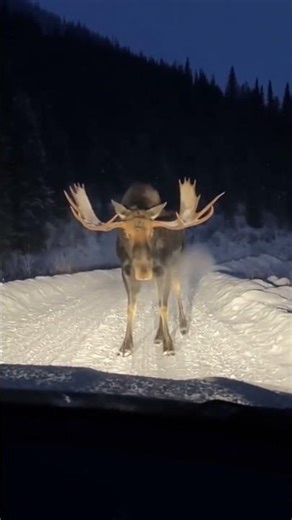 YOU WOULDN’T STOP HERE… Huge Moose Blocks Road Caught on Camera 🫎