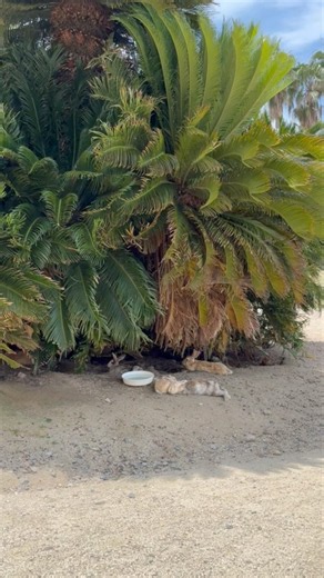 【うさぎ島】そっと見守りましょう # #rabbit # #rabbitisland #大久野島