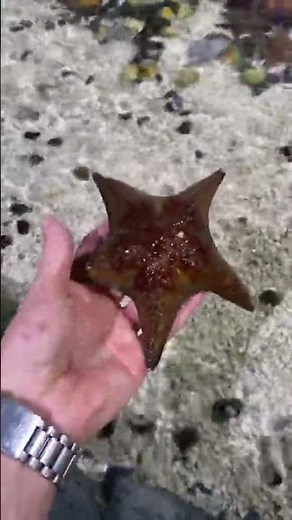 ⭐ Meet the Starfish! Touch & Learn With Us ⭐