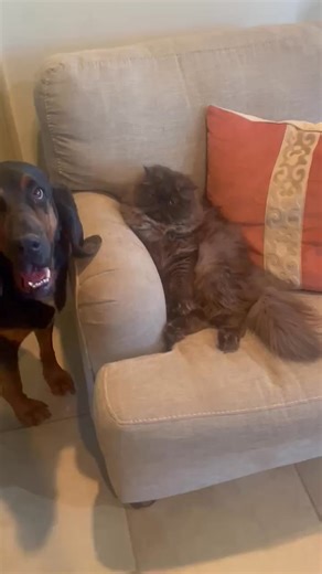 Life with Kevin 😊😊🙃🙃 | Southern Persians