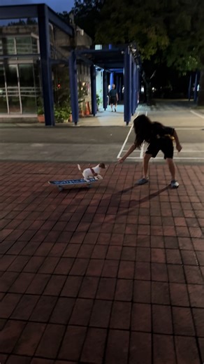 第一次自己訓練Zoomy ❤️ #jackrussell #jackrussellterrier #jackrussellterrierpuppy #skater #skatedog