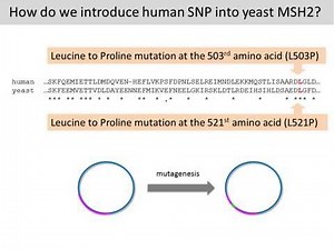 MSH2 project overview
