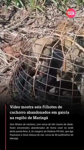 GMC Online on Instagram: "Filhotes são abandonados em gaiola às margens de rodovia no Paraná Seis filhotes de cachorro, com cerca de três meses de idade, foram encontrados abandonados de forma cruel na tarde desta quinta-feira, dia 8, às margens da Rodovia PR-561, entre Paranavaí e Nova Aliança do Ivaí, a cerca de 80 quilômetros de Maringá. O caso foi denunciado pela Sociedade Protetora dos Animais de Paranavaí (SPAP). Segundo a entidade, os animais estavam confinados dentro de uma gaiola extrem