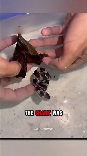 This Egg Hatched Into a SHARK!