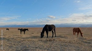 Morning view of horses grazing in front of mountain range of Kyrgyzstan. Horses in a pasture against the backdrop of the Autumn Mountains. Hills, peaks, winter, snow, horse, animals, pasture.