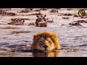 HIPPO and LION: The terrifying confrontation in the Valley of Death! | ANIMAL DOCUMENTARY